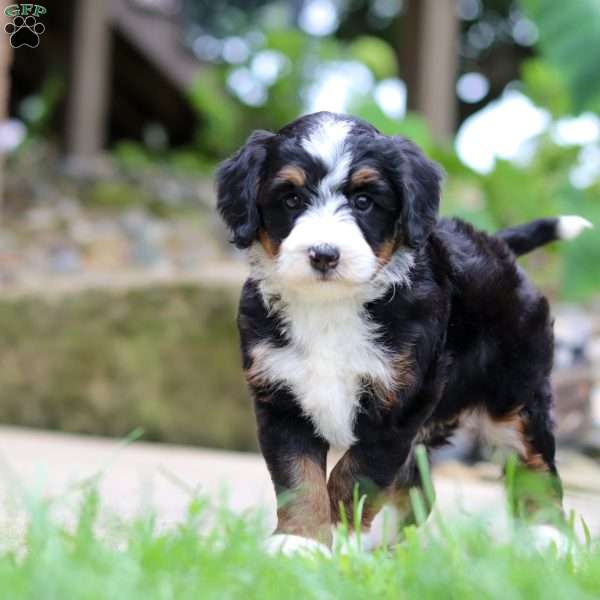 Sprite, Mini Bernedoodle Puppy